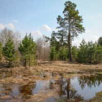 *** :: владимир осипов