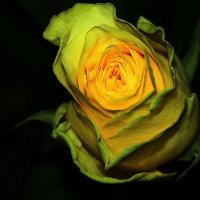 Вот такая  роза  необычная..... :: Валерия  Полещикова 