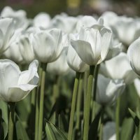 Белые тюльпаны :: Марина 