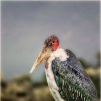 Вальяжный птиц...Танзания! :: Александр Вивчарик