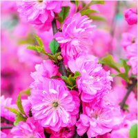 Каждую весну восхитительная сакура расцветает снова, принося радость и надежду обновления. :: SVETLANA FABRICHNAYA
