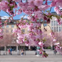 В Стокгольме Весна! :: wea *