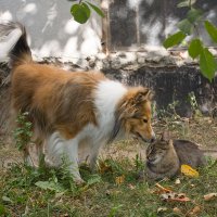 Кошечка и собачка :: Alena Silkova  (Likka)