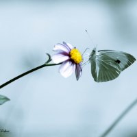 Бабочка :: Николай Волков