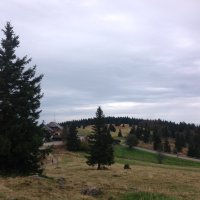 Schwarzwald :: Зоя Былинович 
