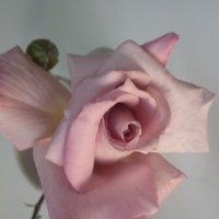 Красавица роза :: Ирина 