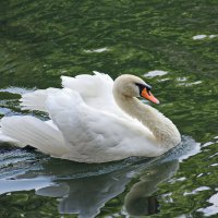 Лебедь белая :: leoligra 
