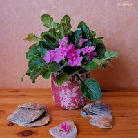 Розовая фиалка и створки ракушек :: Nina Yudicheva