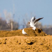 Мадам,а что вы делаете сегодня вечером? :: Борис Кононов