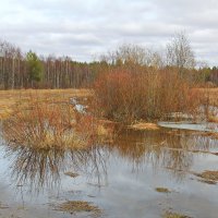 В поле :: Галина Новинская