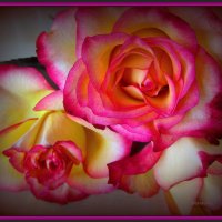 Благоуханные розы :: Сергей Карачин
