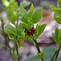 bush cranberries :: Наталия Рой