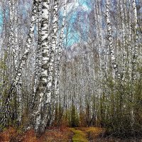 Весенний лес :: Сергей Чиняев 