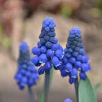 Синие цветы :: Сергей Тагиров