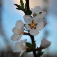Цветок войлочной вишни :: Николай Масляев
