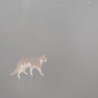 Кот в тумане. :: Марина Никулина