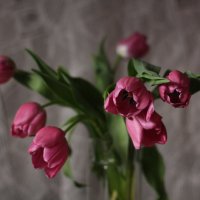 Тюльпаны :: Наталия 