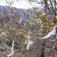 Весна в Горном Алтае :: Игнатенко Светлана 