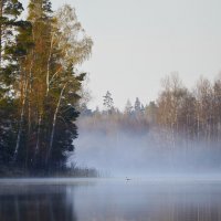 В тихой заводи..... :: Юрий Цыплятников