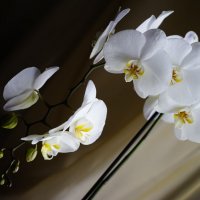Орхидея :: Ирина Остроухова