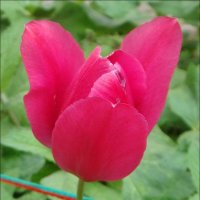Розовый тюльпан и граница :: Нина Корешкова