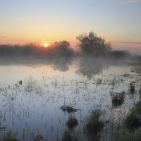 Рассвет на луговом болоте :: Сергей Михайлович