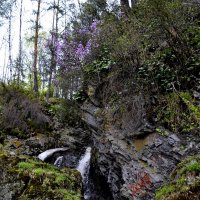 водопад  в лесу :: Tatiana Lesnykh Лесных