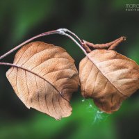 Что-то зарождается, что-то увядает... :: Маргарита Б.