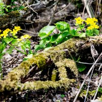 Spring flowers :: Sergey Sergaj