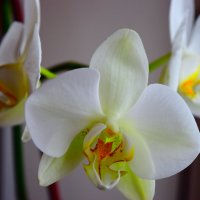 Орхидея :: Мария 