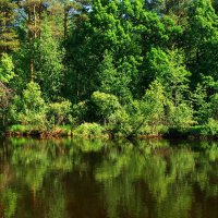 Засмотревшись в зеркало весны... :: Лесо-Вед (Баранов)