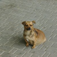 Бродячая  собака  в  Моршине :: Андрей  Васильевич Коляскин