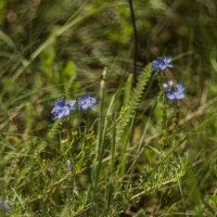 В лесу :: Полина Дюкарева