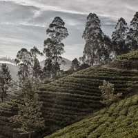 Чайная плантация :: Светлана Фомина