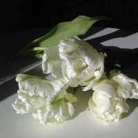 тюльпаны :: Mariya laimite
