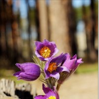 Букетик весны на природе :: Лидия (naum.lidiya)