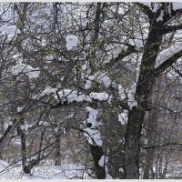Солнце, снег и листочки. :: Алексей Хвастунов
