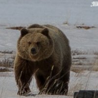 Медведь :: Валера Коненков