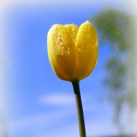 Желтые тюльпаны - вестники разлуки.. :: Андрей Заломленков