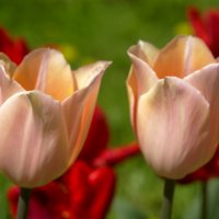 Tulips :: Екатерррина Полунина