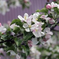 Яблони цветут в садах! :: Андрей Образцов