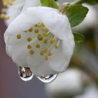 Капельки на цветке вишни :: Оксана Лада