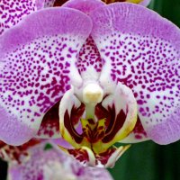 Орхидея :: Вера Щукина