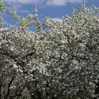 коломенское в период цветения яблонь :: юрий макаров