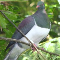 Новозеландский голубь кереру - Hemiphaga novaeseelandiae :: Антонина 