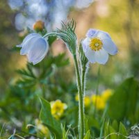 Snowdrops flowers :: Sergey Oslopov 