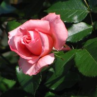 Май и майская роза :: super-krokus.tur ( Наталья )