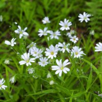 Белые цветы в лесу :: Slava Leluga 
