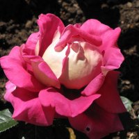 Роза (Коллекция Никитского ботанического сада, май 2016 г.) :: Ольга Иргит