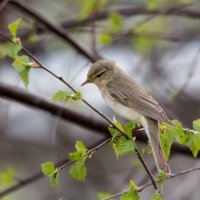 Весничка :: Тимофей Черепанов